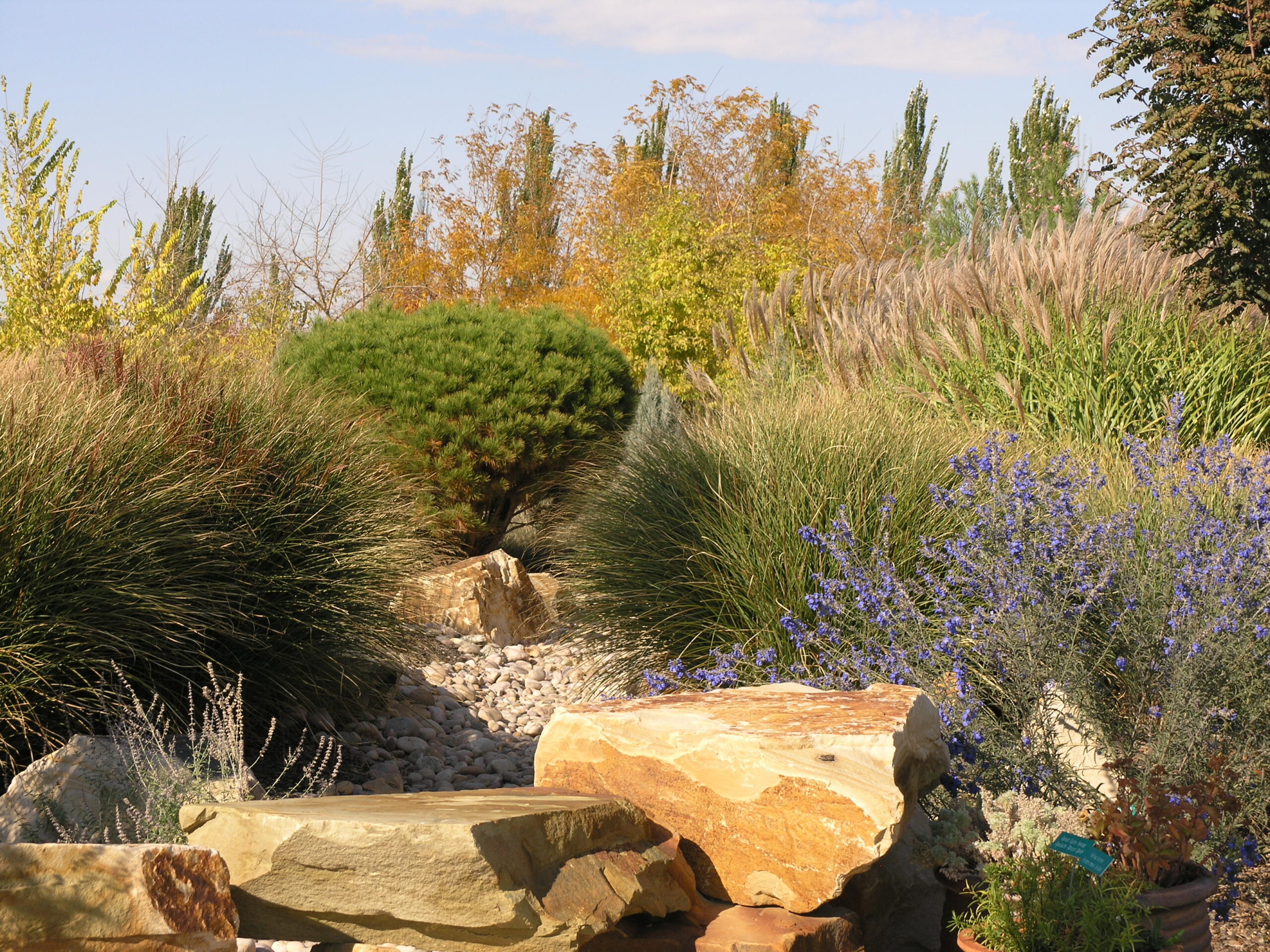 Water Wise Plants 2