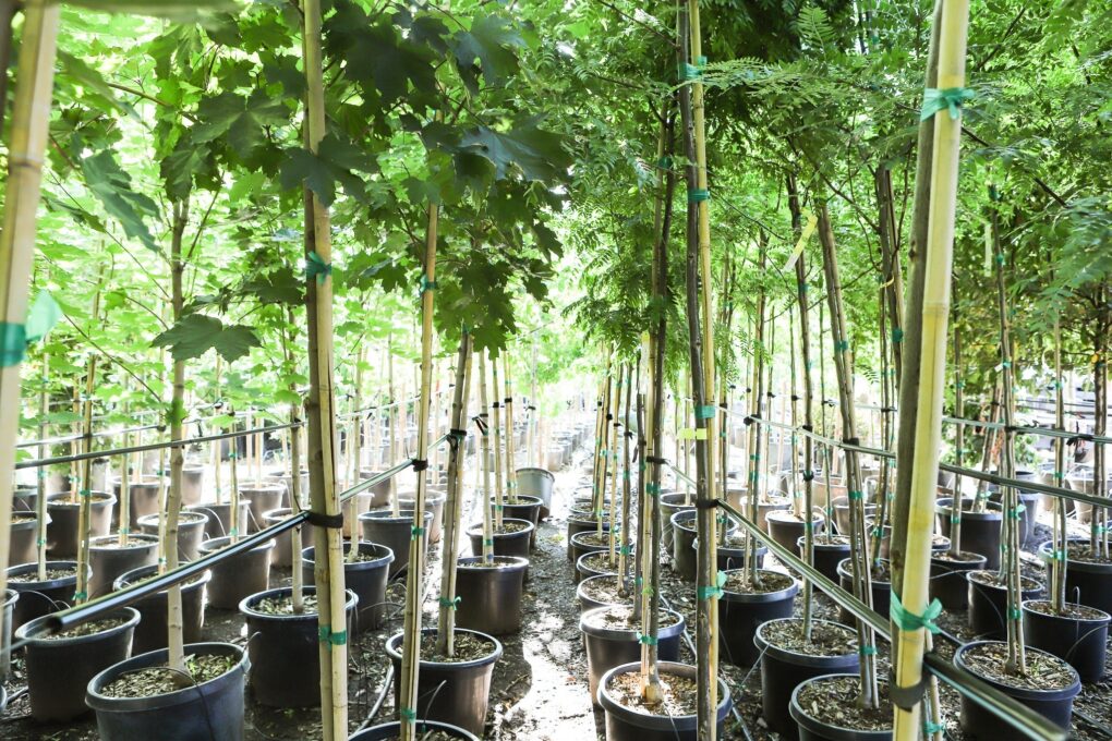 All Things For Proper Pruning by USU Extension - Mar 20th