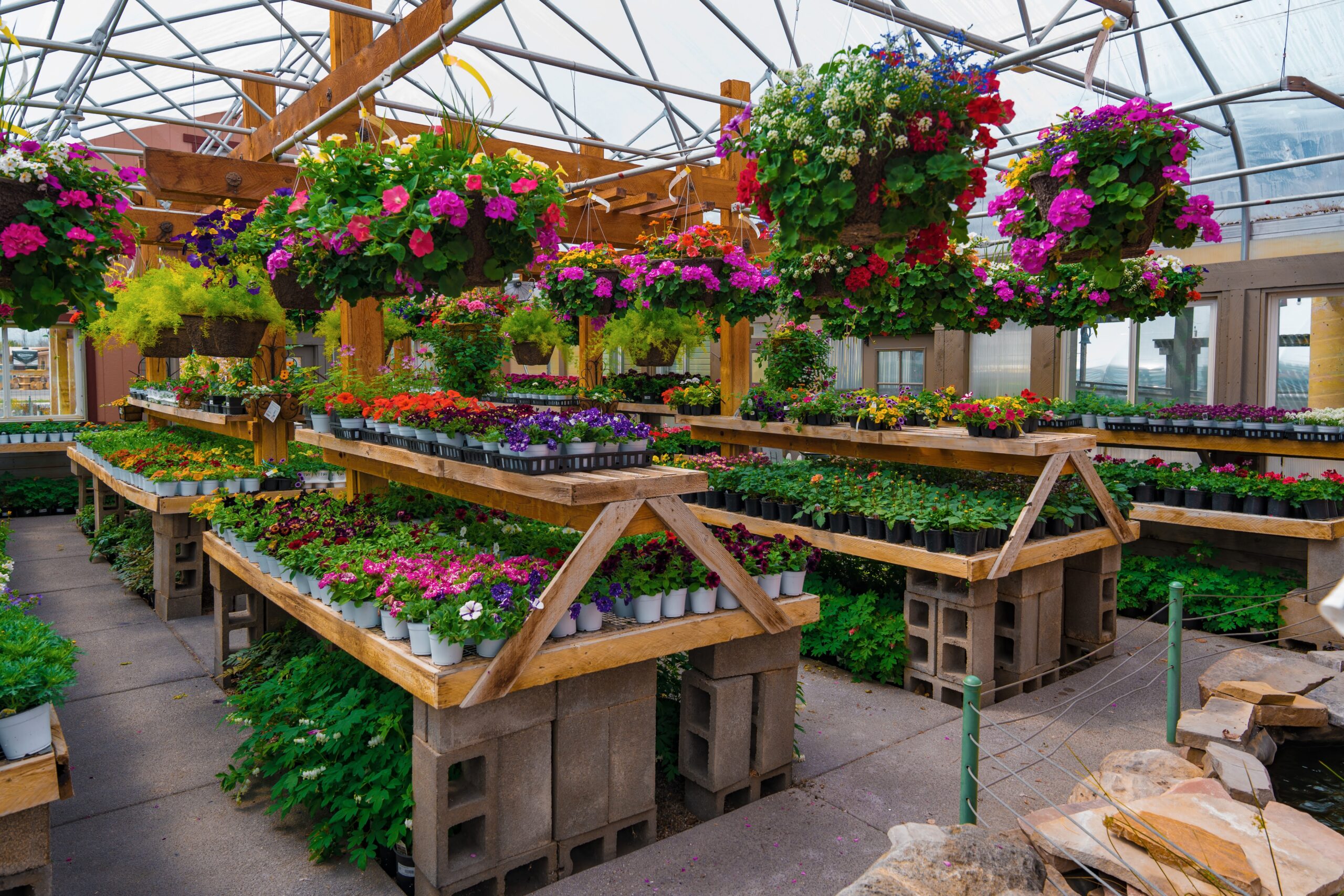 Hanging baskets inside a greenhouse