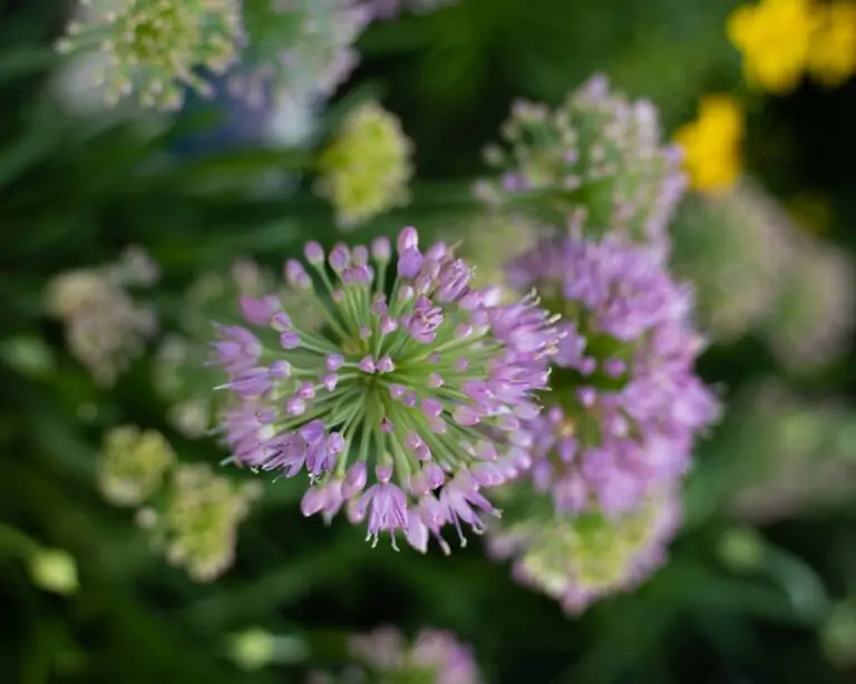 allium ornamental onion close up shot