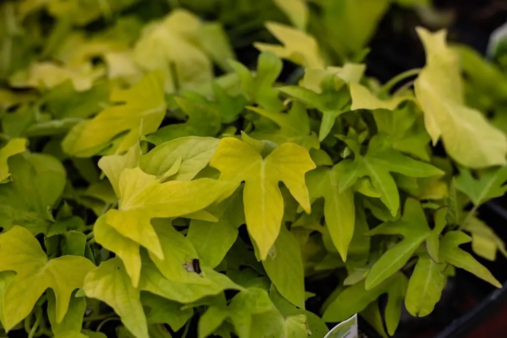 sweet potato vine's green leaves