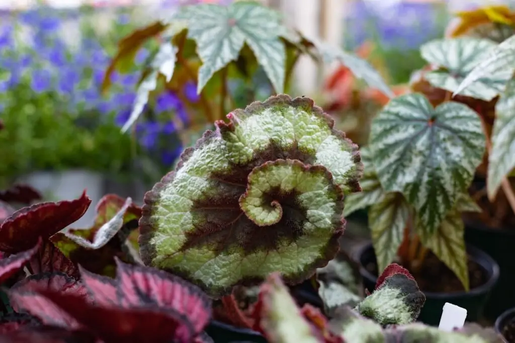 Begonia close up of leaf