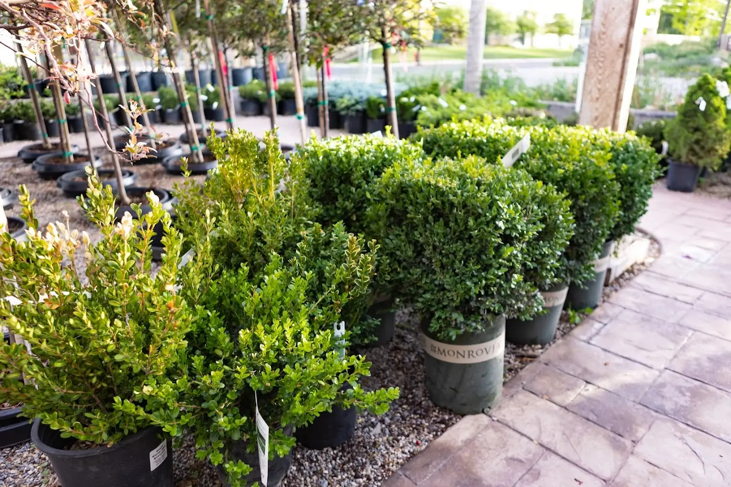 Boxwood shrubs at the greenhouse