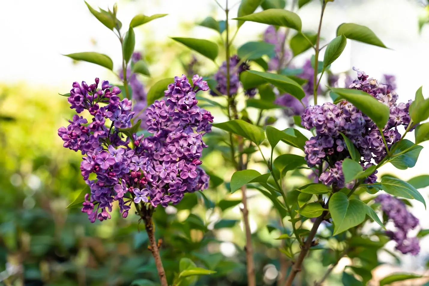 common lilac close up of purple blossoms