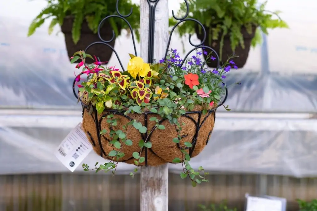 Custom Annual Planters