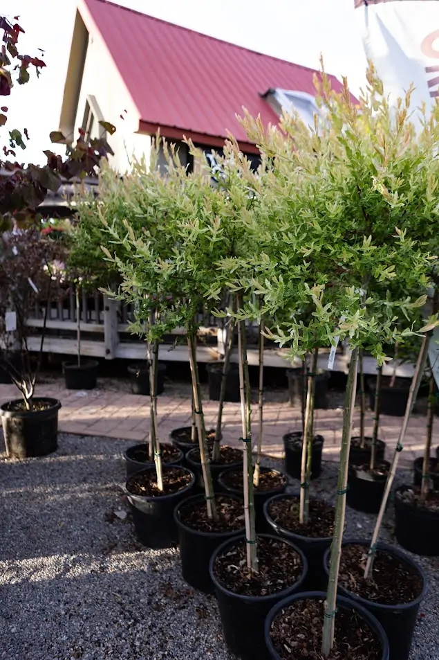 Dappled will trees in a pot outside of greenhouse