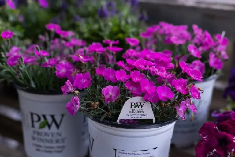 Dianthus perennial in a pot