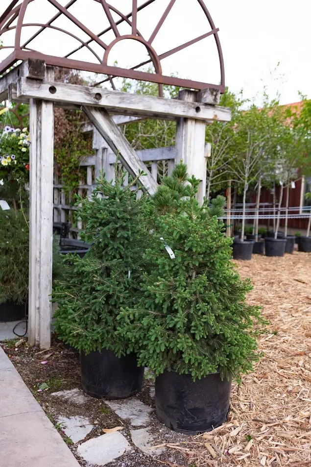 Evergreen Trees in a pot outside
