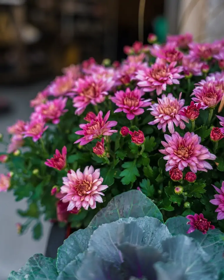 Chrysanthemum's growing in front of the Logan Greenhouse