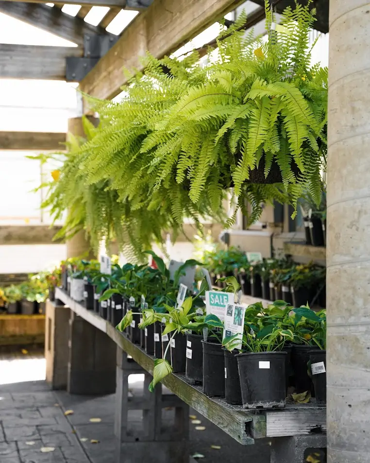 green fern hanging basket
