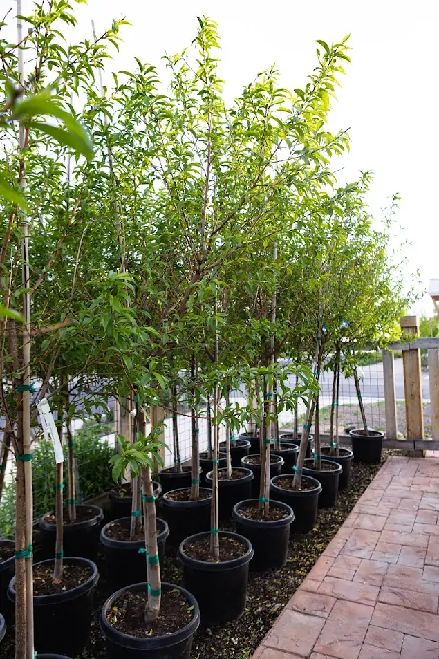 Fruit Trees lined in a row outside