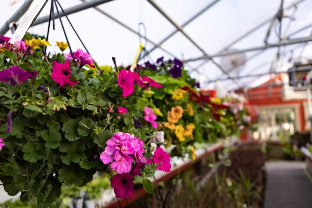 geranium hanging baskets in logan greenhouse