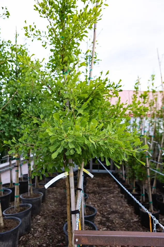 Ginkgo Tree in a pot outsie