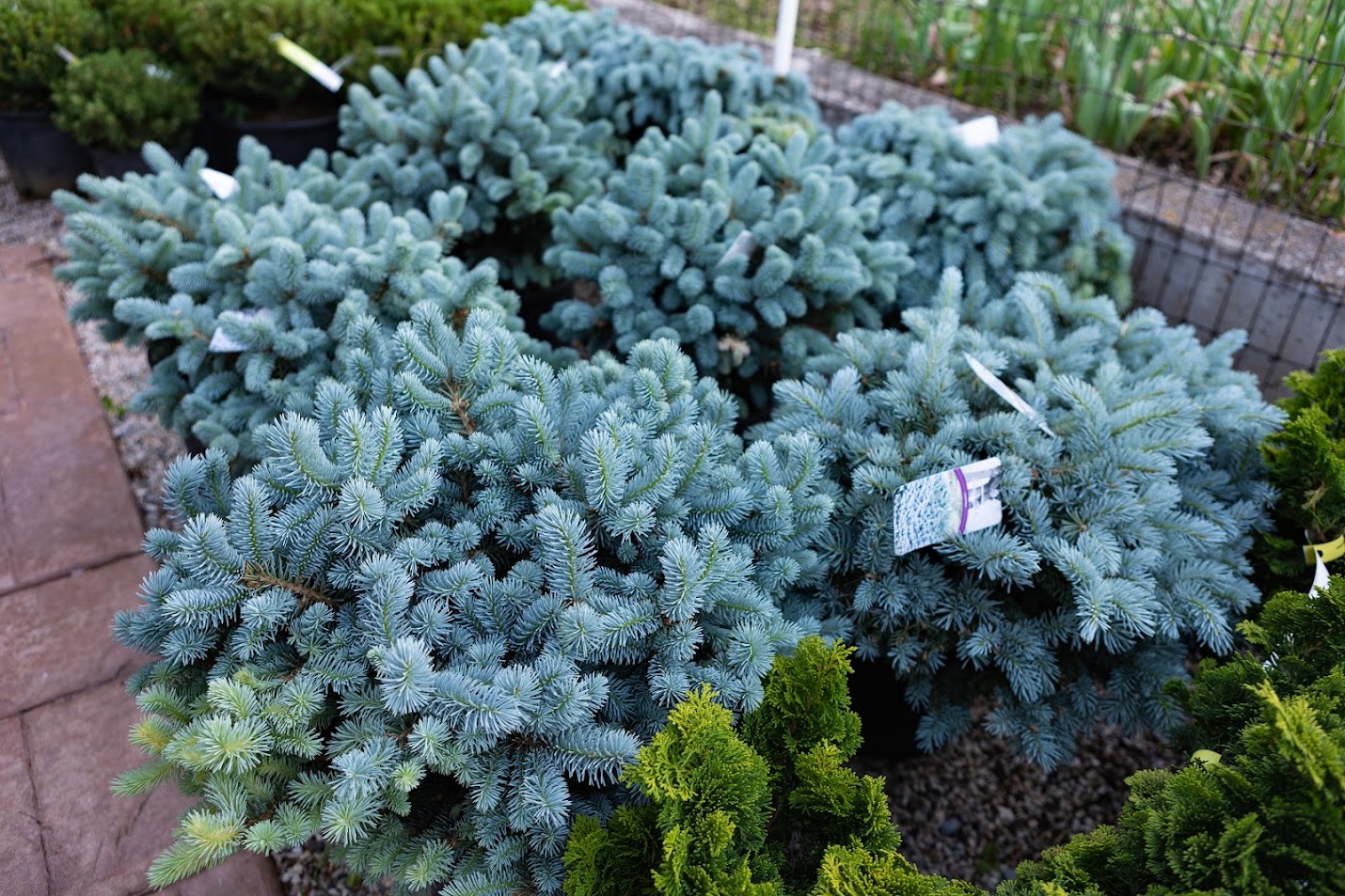 globe blue spruce shrubs for sale