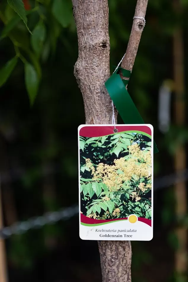 Golden raintree trunk