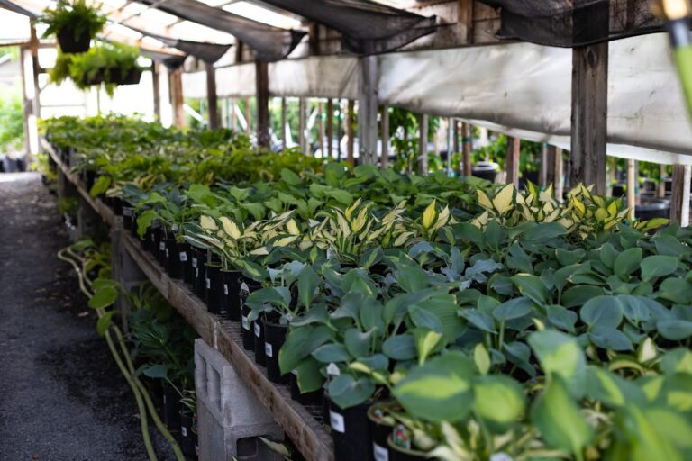 row of hosta perennials in the logan greenhouse
