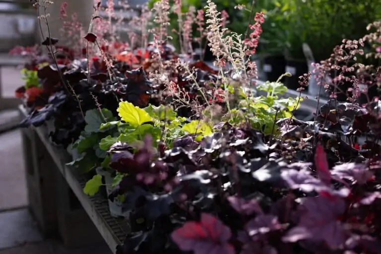 huechera coral bells taking in the sun