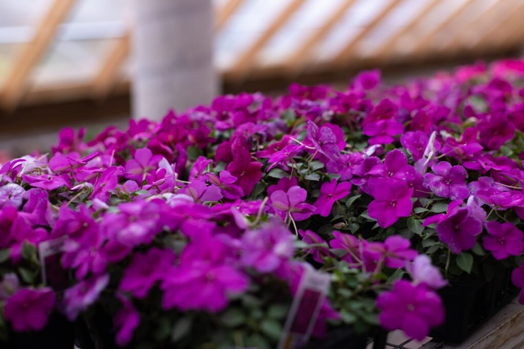 Impatiens growing with vibrant shades of purple