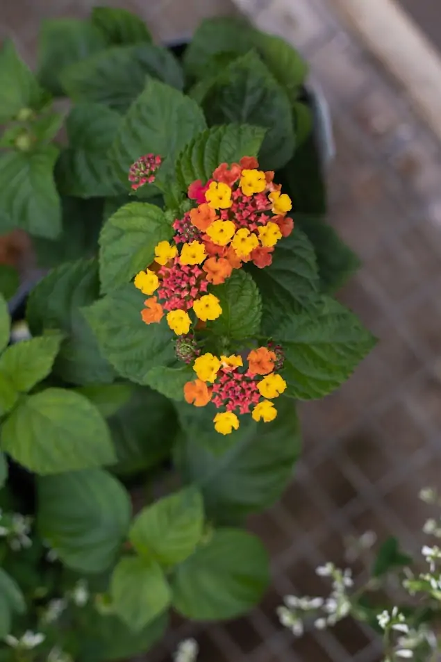 lantana orange and red