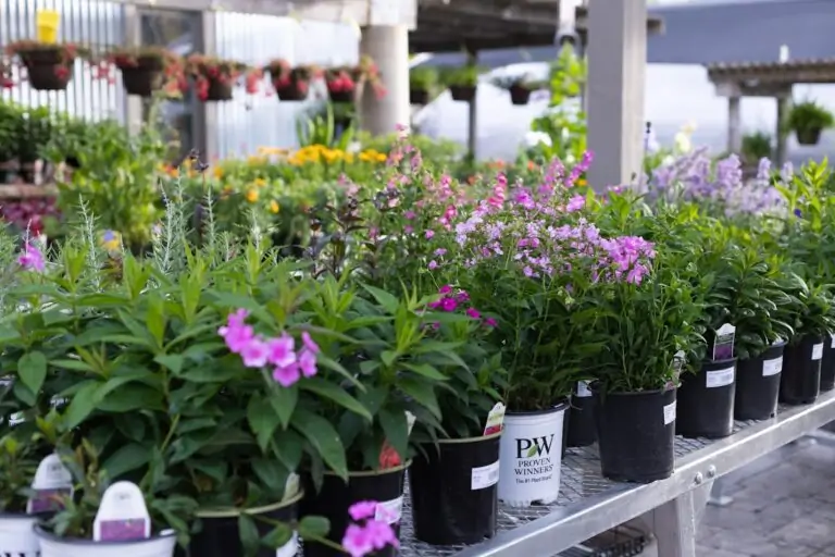 potted flowers in a greenhouse
