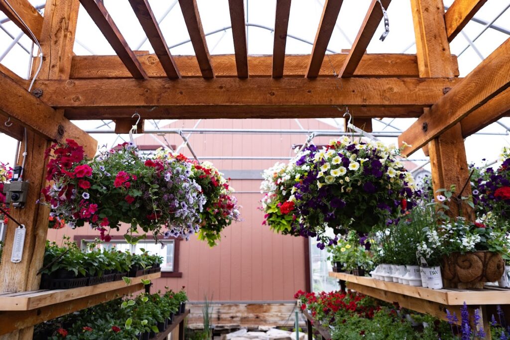 petunias and geraniums hanging baskets
