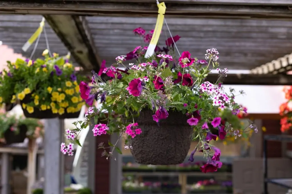 petunias in a hanging basket