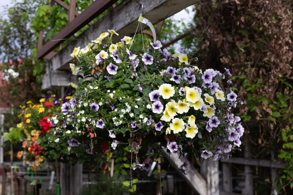 petunias in a hanging basket