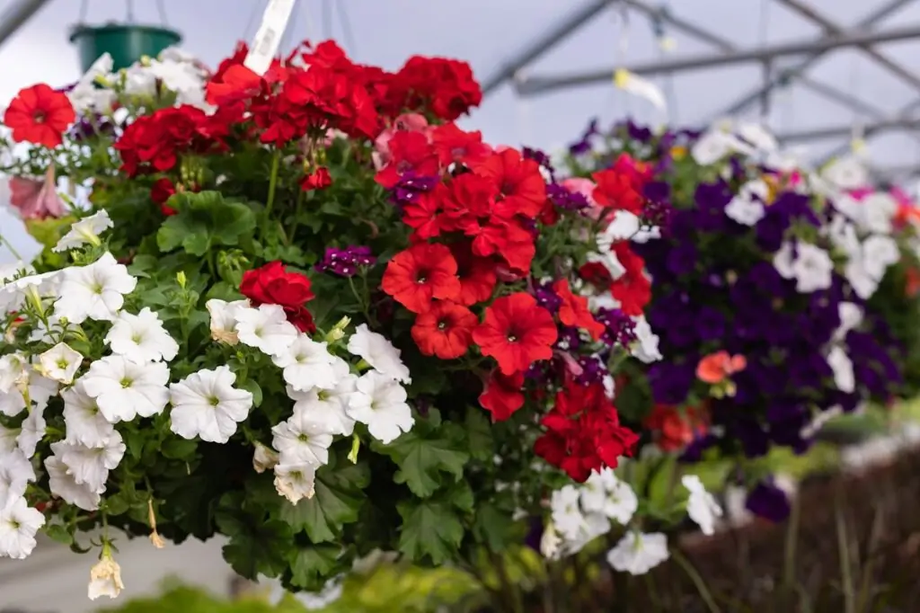 petunias in a hanging basket