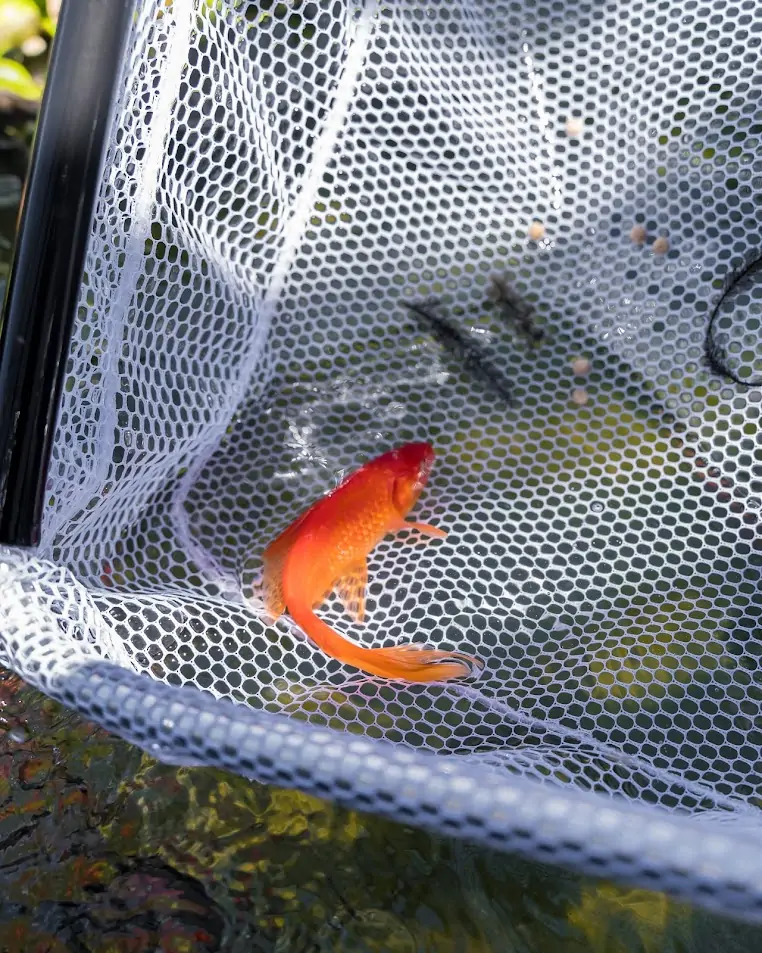 gold fish in a net