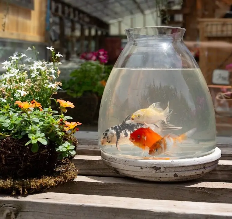 pond fish and koi fish in a glass container