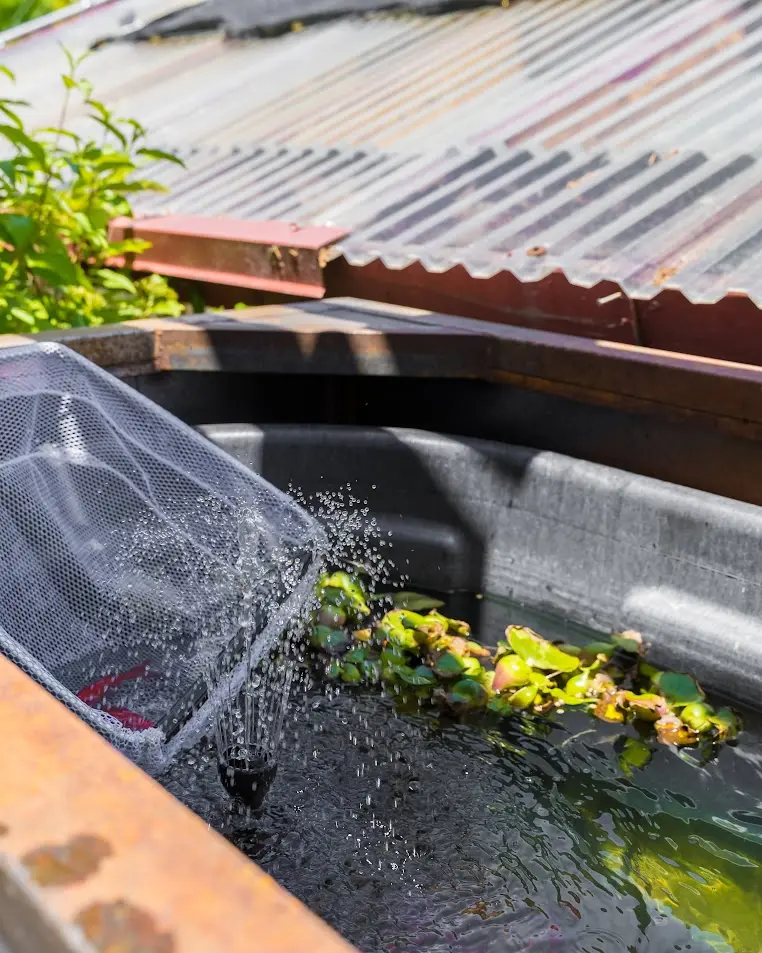 pond plants
