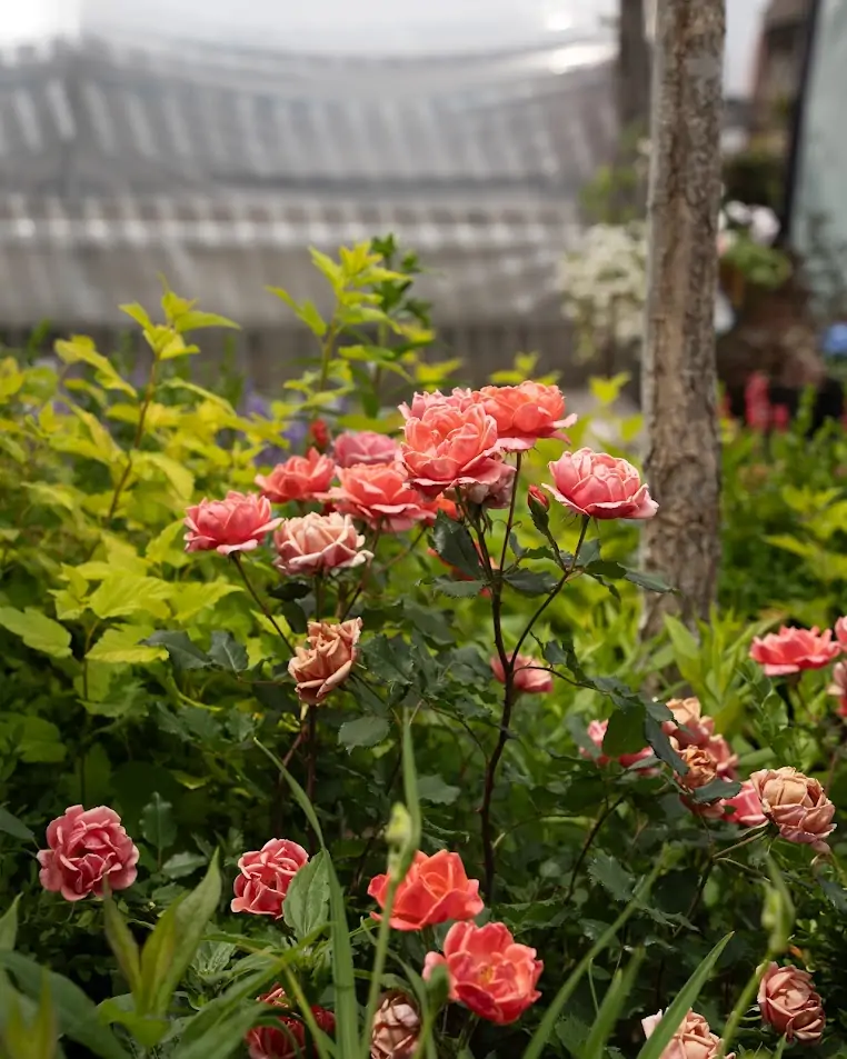 Deciduous Shrub