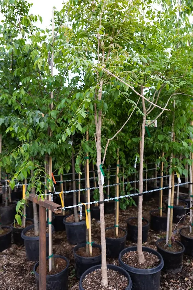 Shade Trees lined in a row