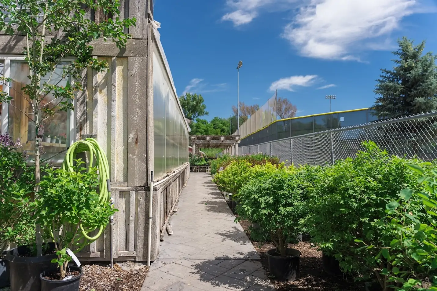 Shrubs of various kinds at a greenhouse