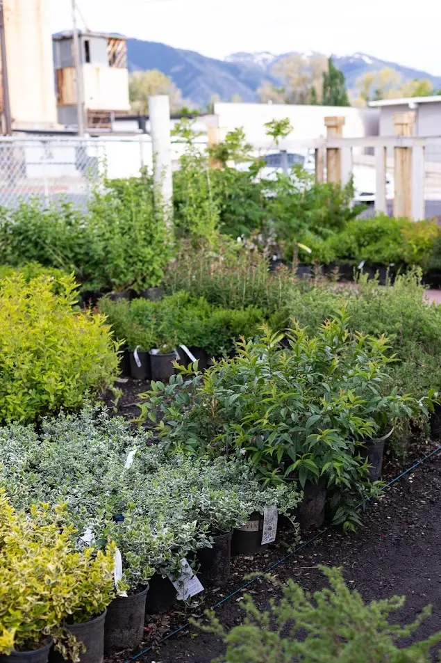 Shrubs of various kinds in the yard