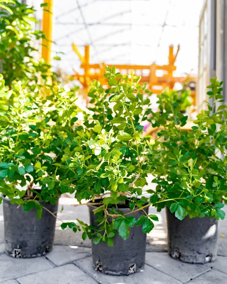 Sumac shrubs in pots at a greenhouse
