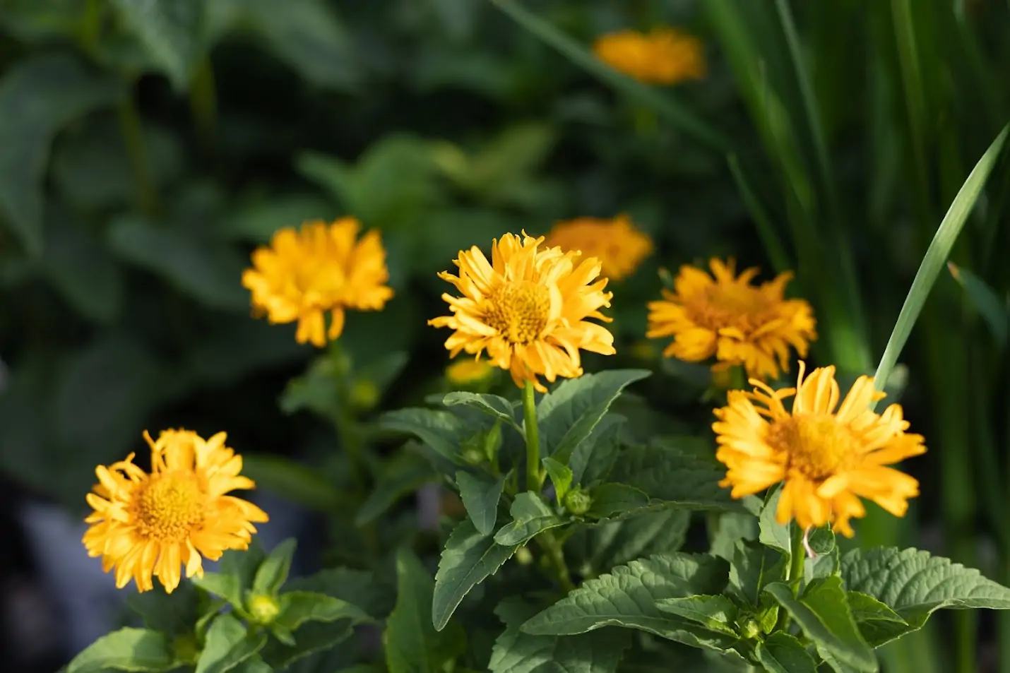 heliposis (oxeye sunflower) basking in the sun