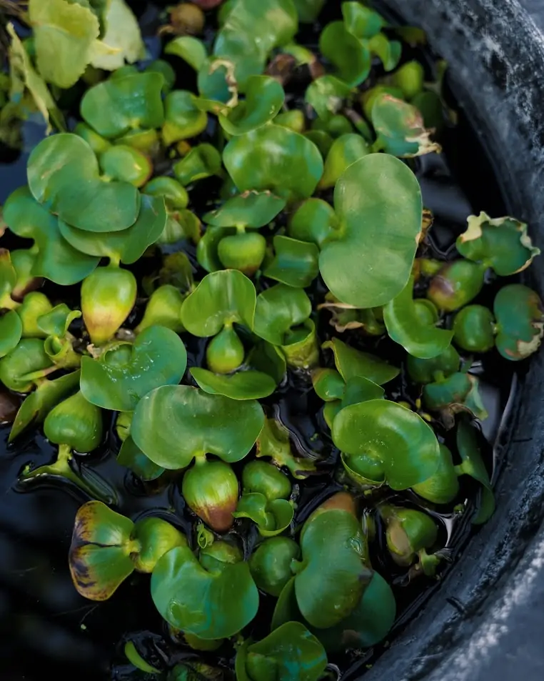 water lilies in pond in logan