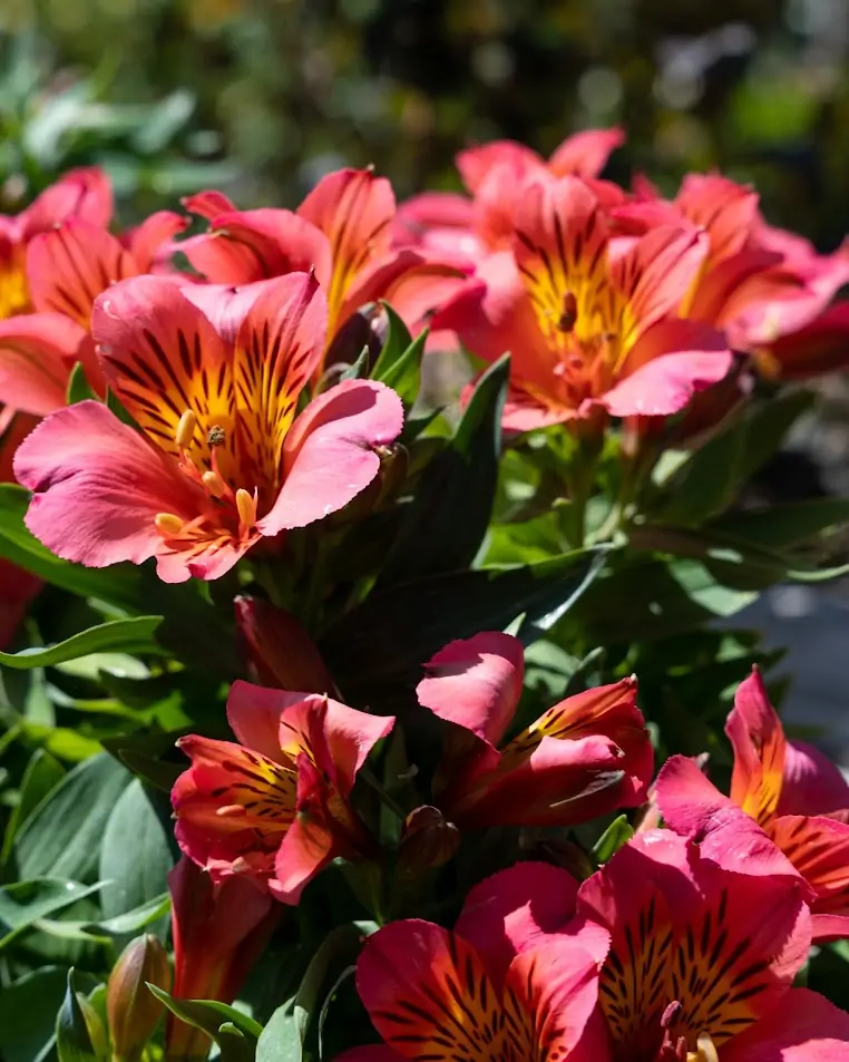 perennial flowers