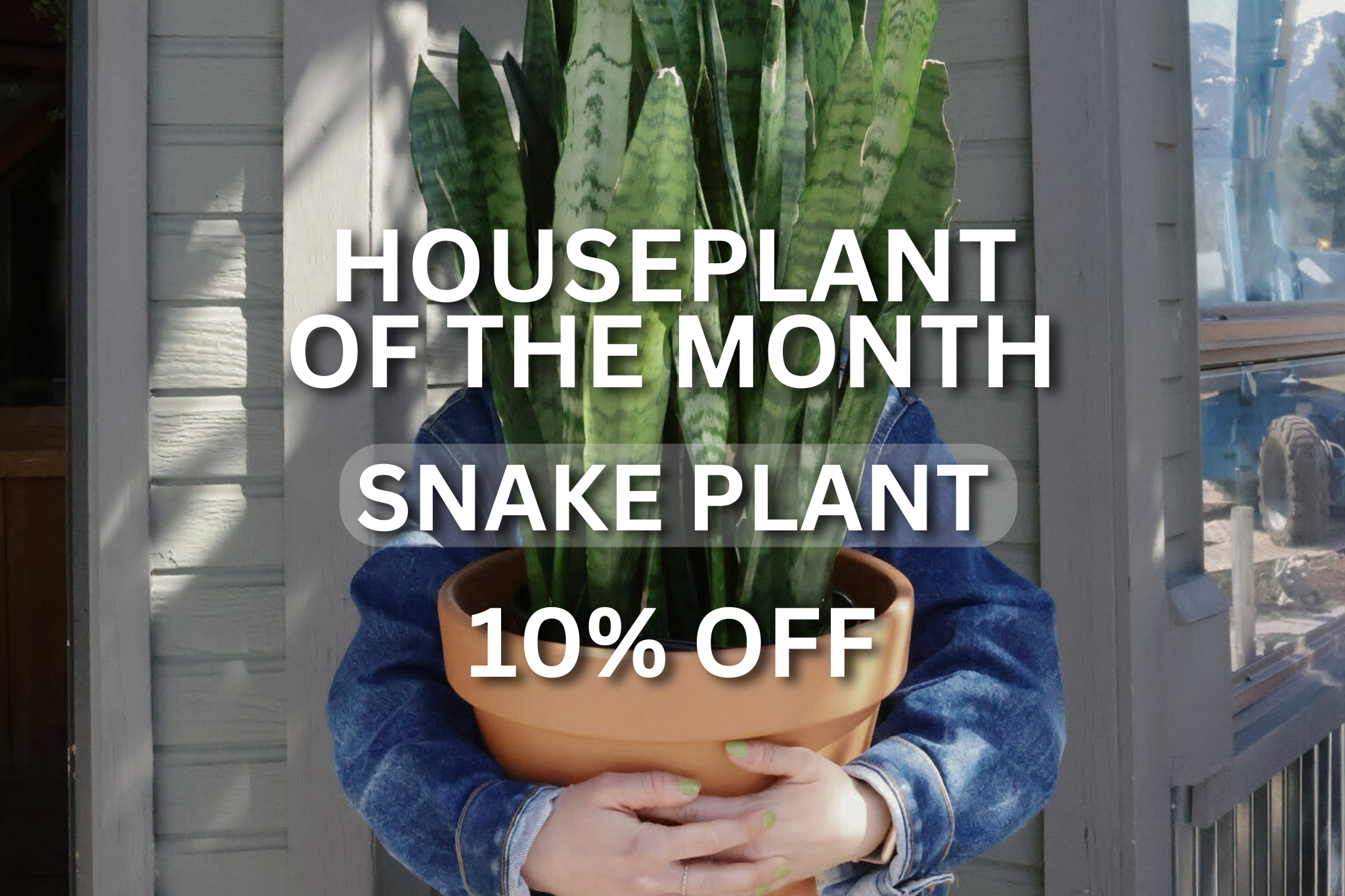 Snake Plant 10% off promotion for April