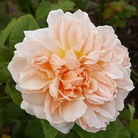 Evelyn Rose - 3 Gallon