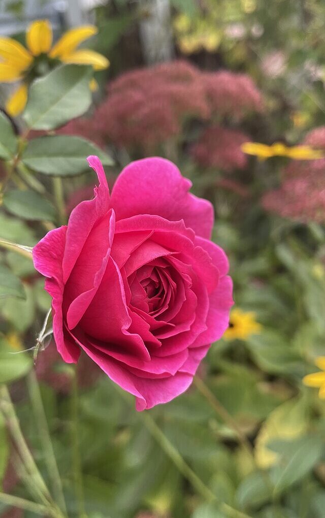 Gabriel Oak Rose - 3 Gallon
