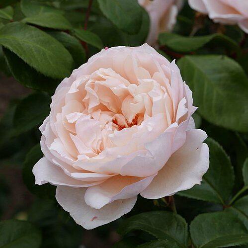 Generous Gardener Rose - David Austin Roses - Logan, UT