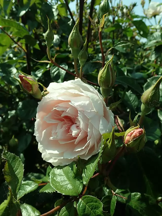 Generous Gardener Rose - 3 Gallon - Image 2