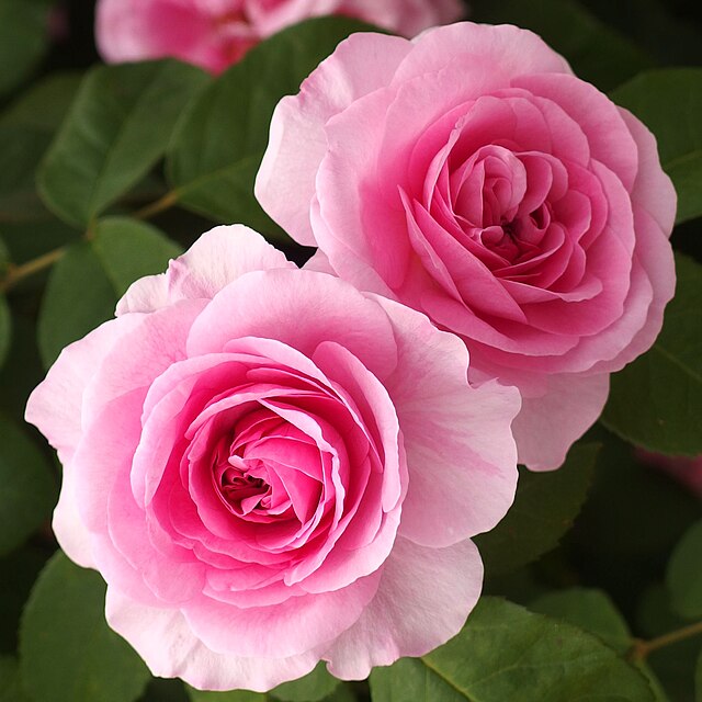 Gertrude Jekyll Rose - 3 Gallon