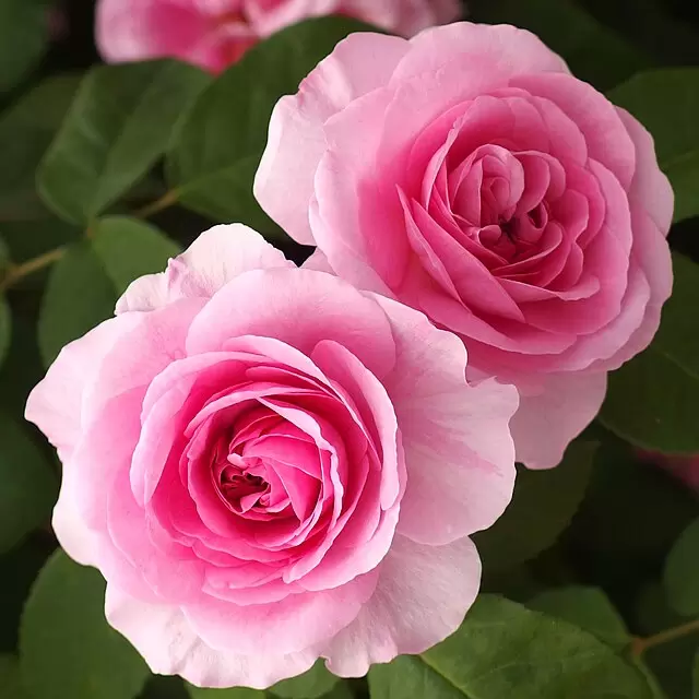 Gertrude Jekyll Rose - David Austin Roses - Logan, UT