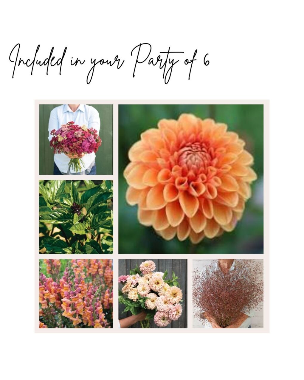 Bloom & Grow: Cut Flowers 101 - May 1st - Image 2