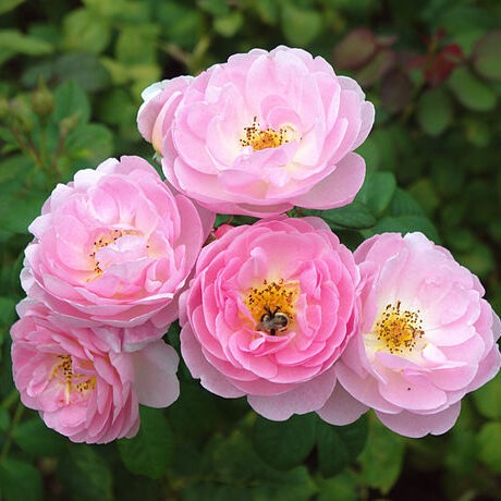 Scepter’d Isle Rose (Own Root) - 3 Gallon