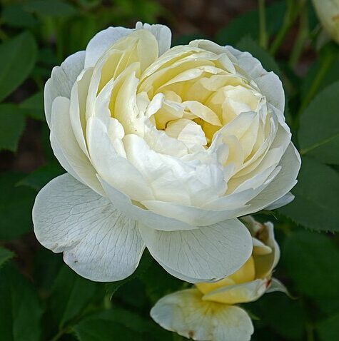 Vanessa Bell Rose - 3 Gallon