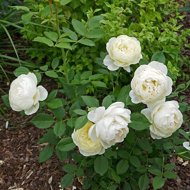 Alternative view of Vanessa Bell Rose - 3 Gallon